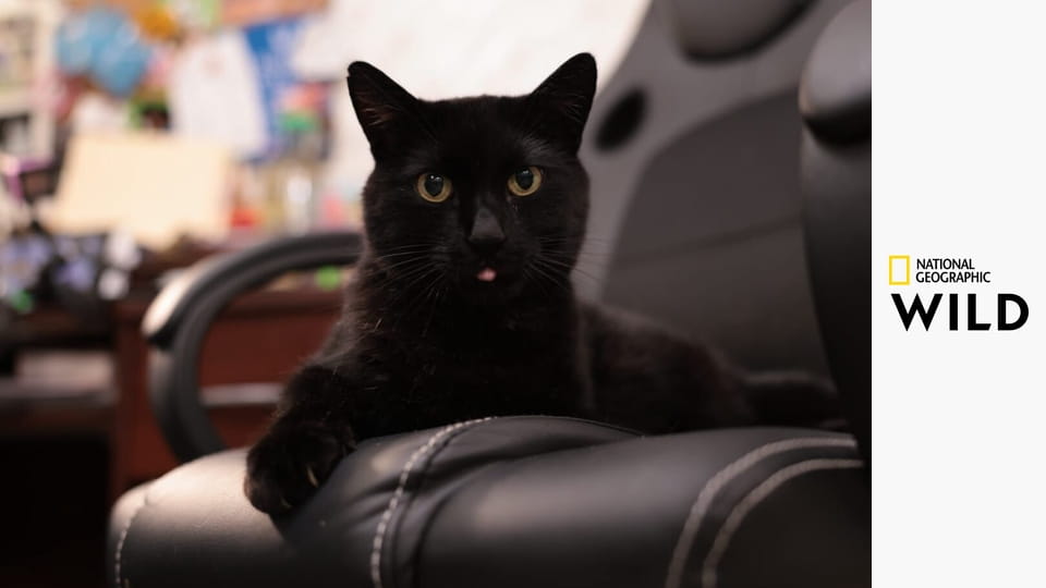 Невероятный доктор Пол S20E13 - Педикюр для хрюшки