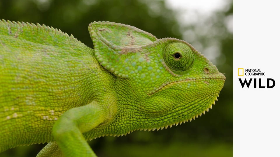 Instinkty zabijáka S1E3 - Faktor strachu