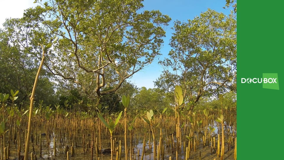 Zabójcza szybkość S1E1 - Sawanna