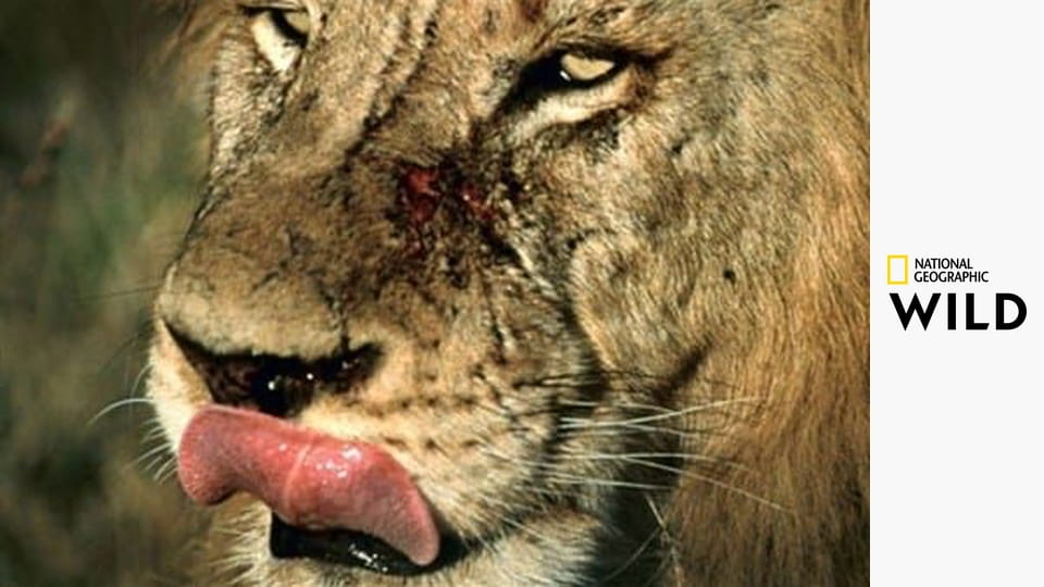 Созданные убивать S4E2 - Полярный медведь