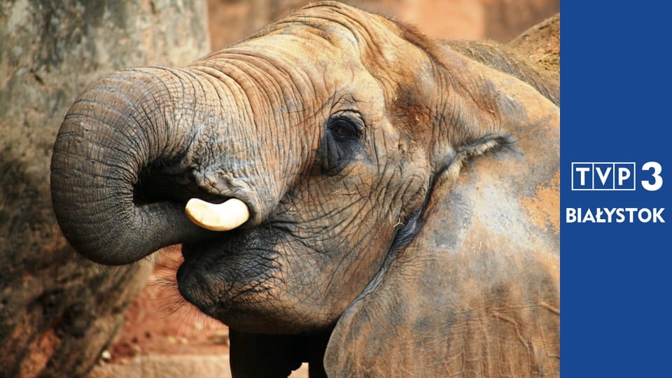 Prywatne życie zwierząt S3E2 - Życie nocne