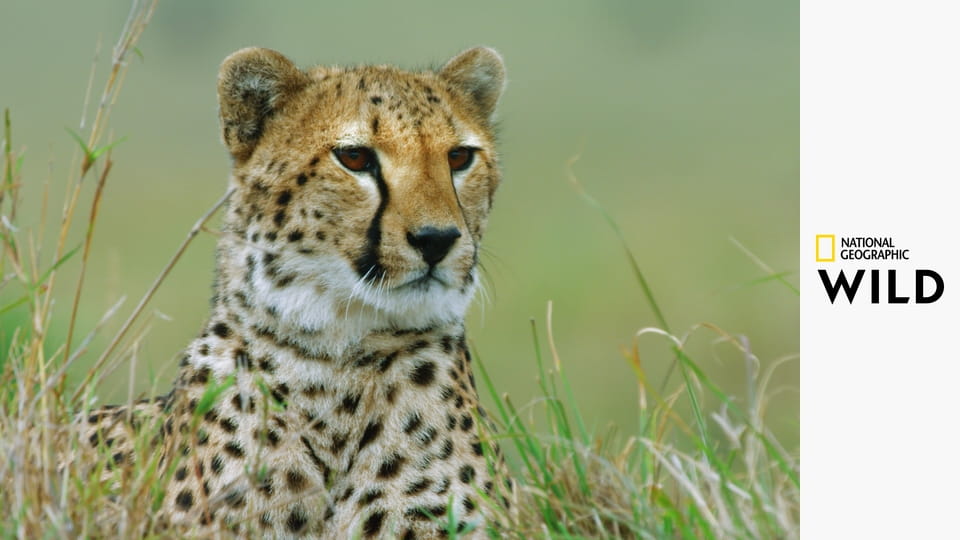 Дикие охотники: смертельно опасные хищники Африки S99E1 - Дикие охотники: смертельно опасные хищники Африки