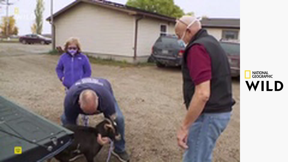 Skvělý dr. Pol S19E5 - Zvířátka a spol.