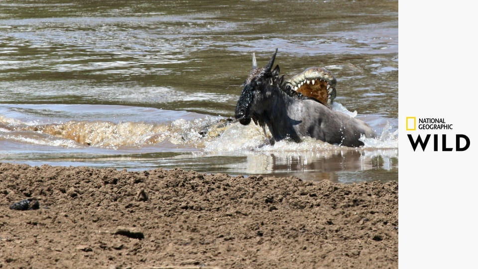 Смертельное Сафари S1E2