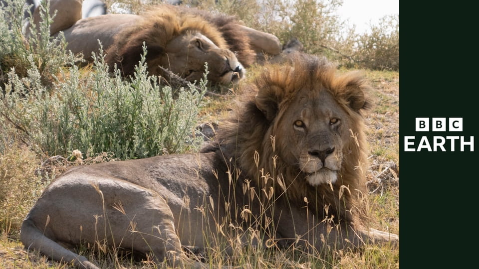 Wielkie koty 24/7 S1E1