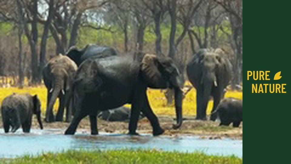 Fauna africană: Elefanții - partea 1