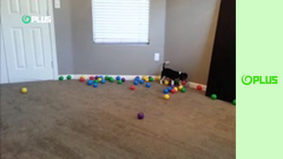 Najlepšie zvieratá na videu