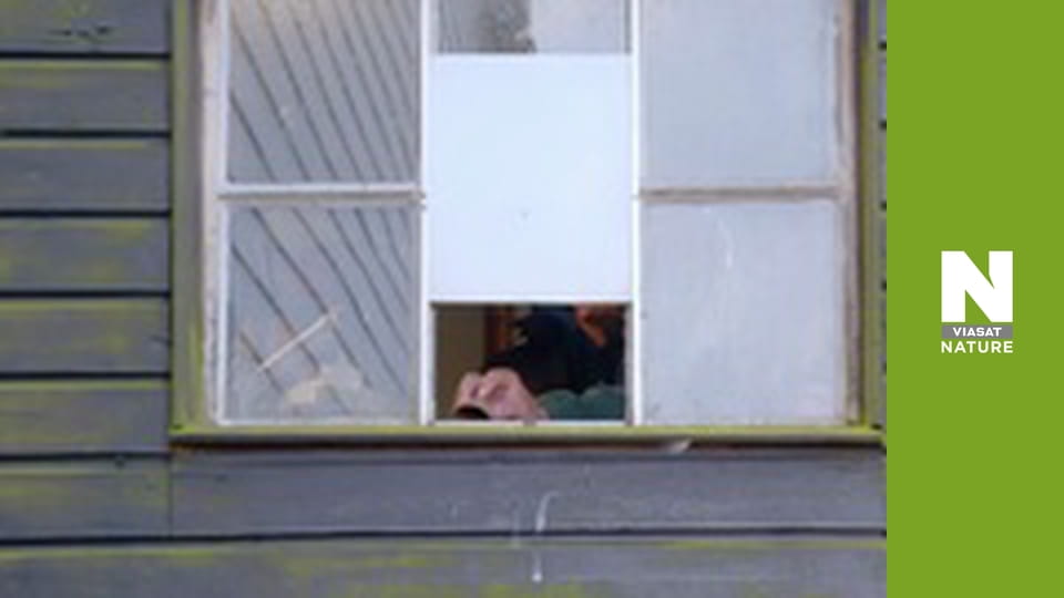 Birds - A Changing World