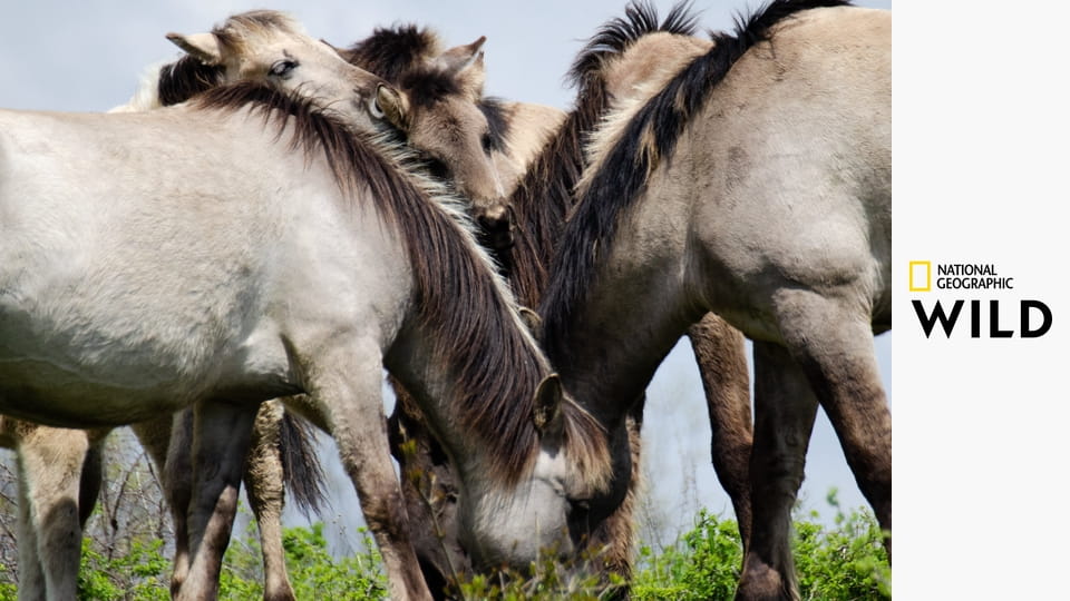 Новая дикая природа Европы S1E4 - Европейская Амазонка