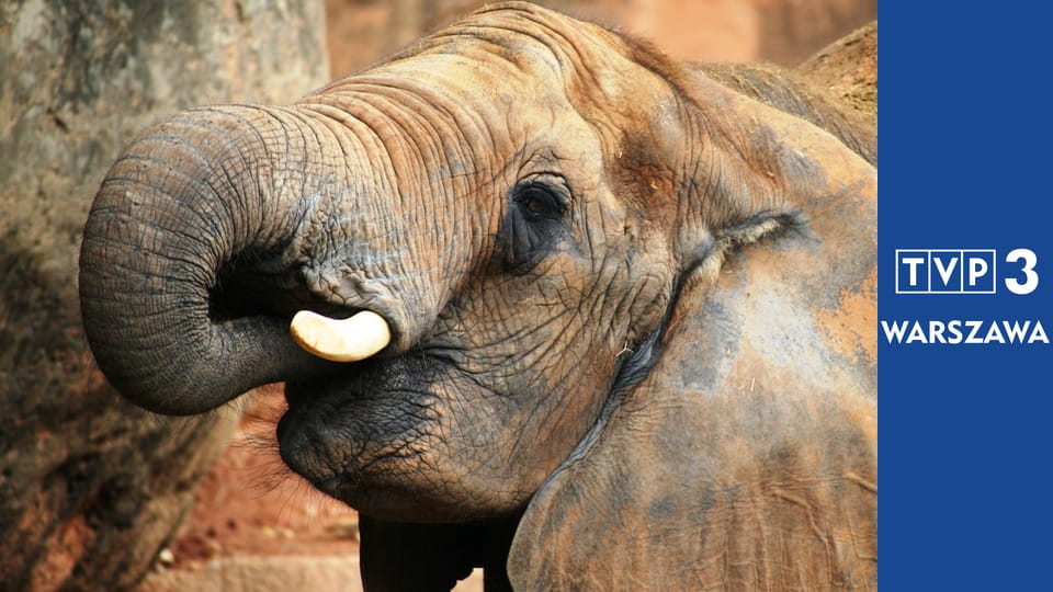 Prywatne życie zwierząt S3E3 - Zła reputacja