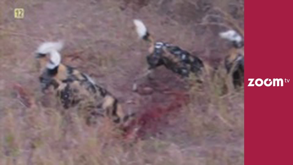 Dzika przyroda na żywo S1E1