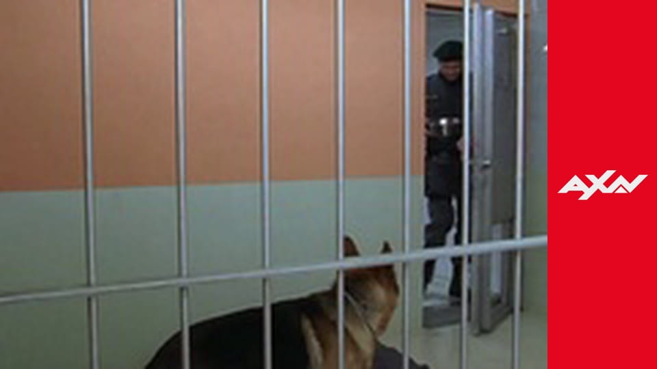 Rex: A Cop's Best Friend S9E1 - Kommissar Rex 09001 - L'INCONTRO