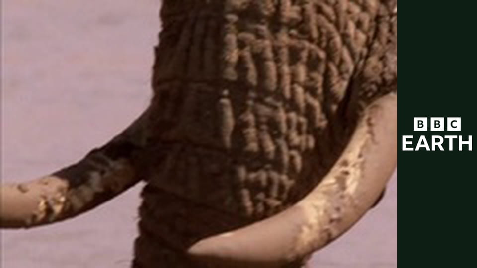 David Attenborough i cuda natury S1E3 - Przedwczesne zmarszczki