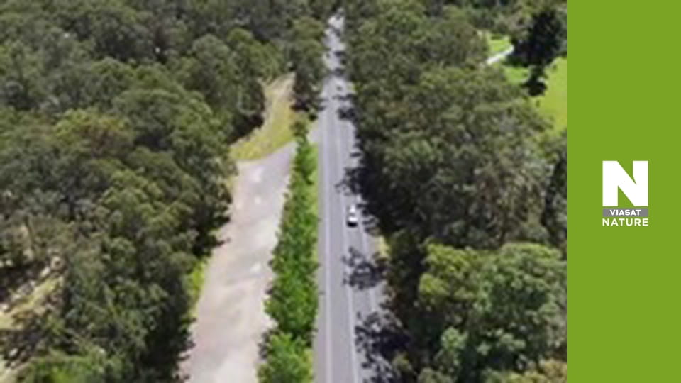 Aussie Snake Wranglers - Chicken Coop Invasion