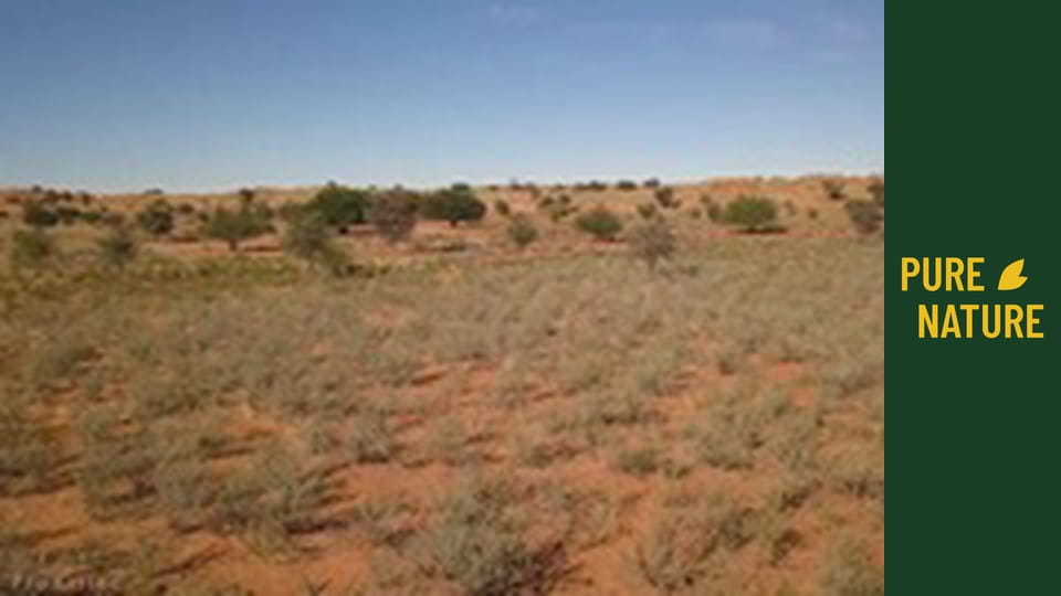 Fauna africană: Parcul "Transfrontalier Kgalagadi"