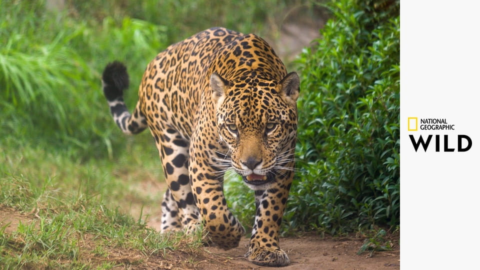 Ягуар: икона джунглей из Гуяны