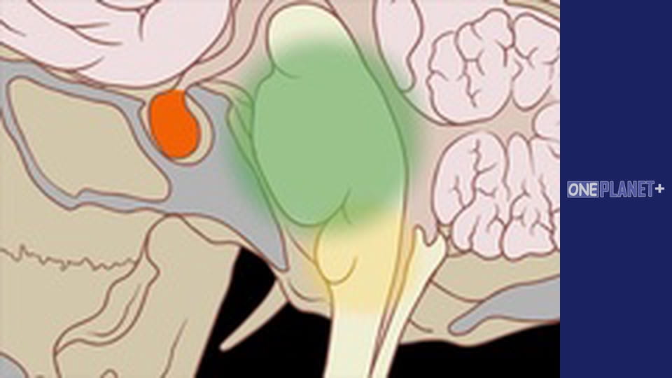 Mind Works, Season 1, Episode 12