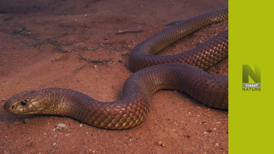 Екстремальні змії S1E2 - Африка