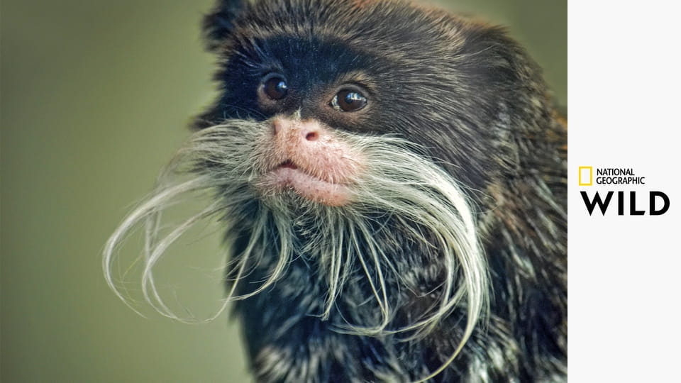 Nejdivnější zvířata Jižní Ameriky S1E3 - Bojiště predátorů