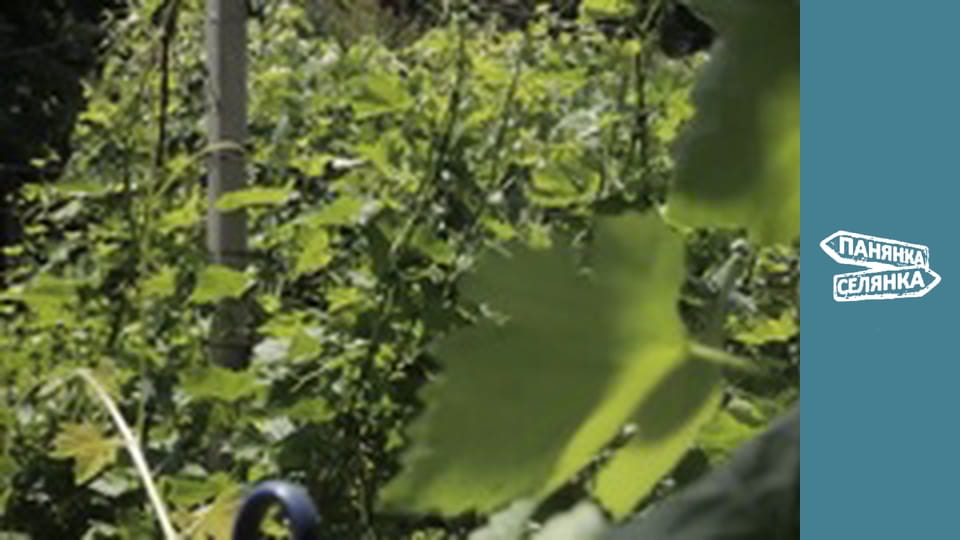 City Girl, Country Girl, Season 5, Episode 13