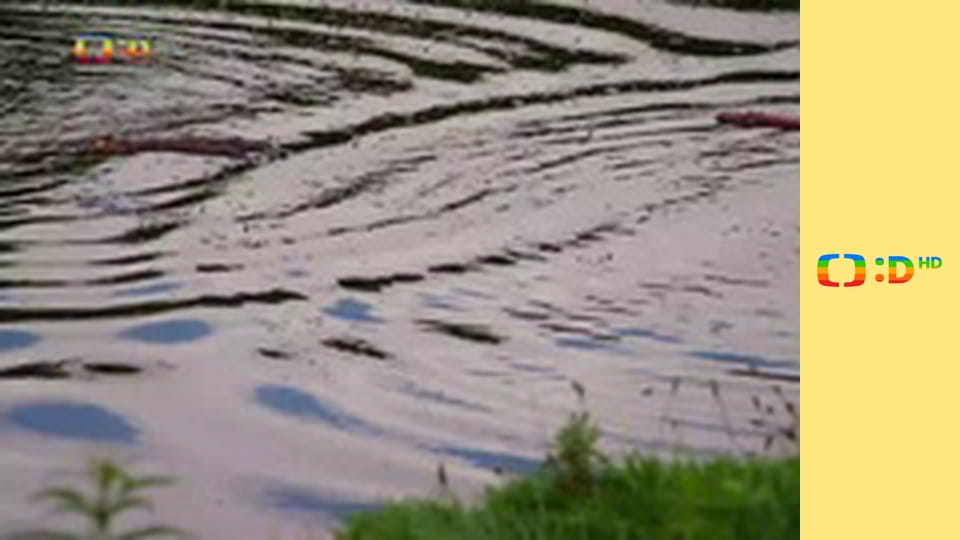 Velká kniha o zvířátkách II