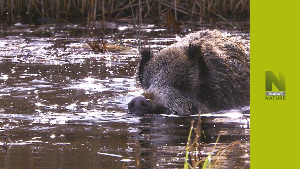 Кабан: повернення