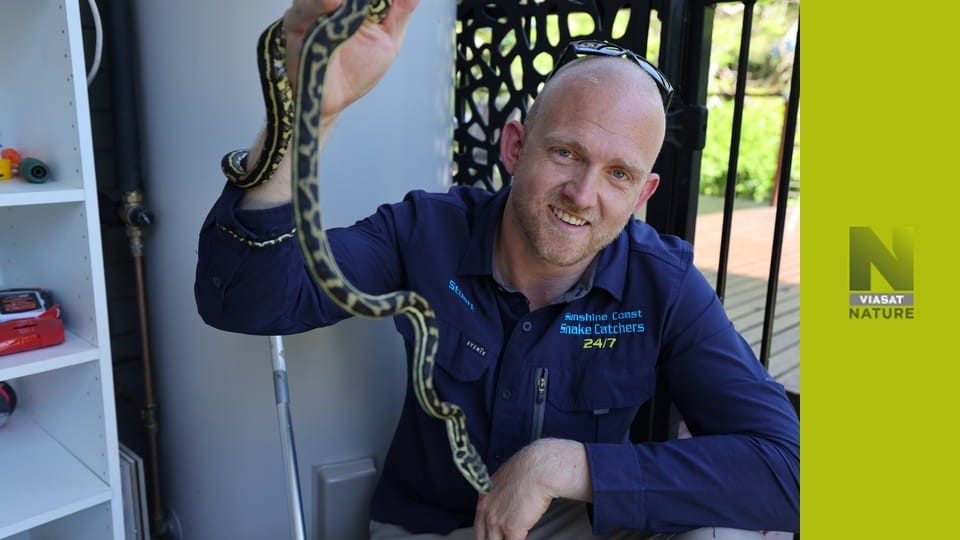 Австралійські зміїні борці S1E13 - Помилкове впізнання