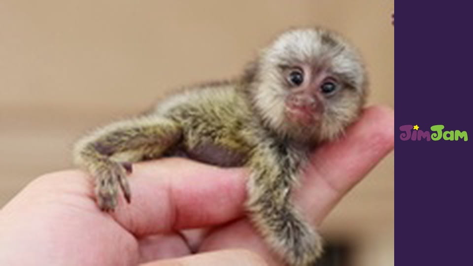 Guess How Much I Love You S2E19 - Busy As A Bee