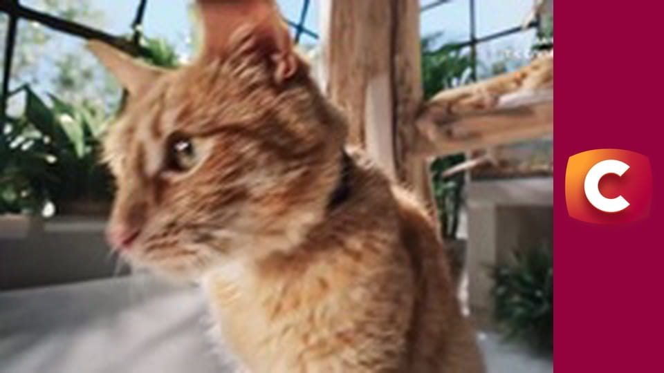 "Сліпа". Крок навшпиньки.