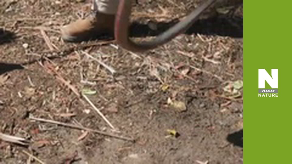 Aussie Snake Wranglers - Snake Invasion