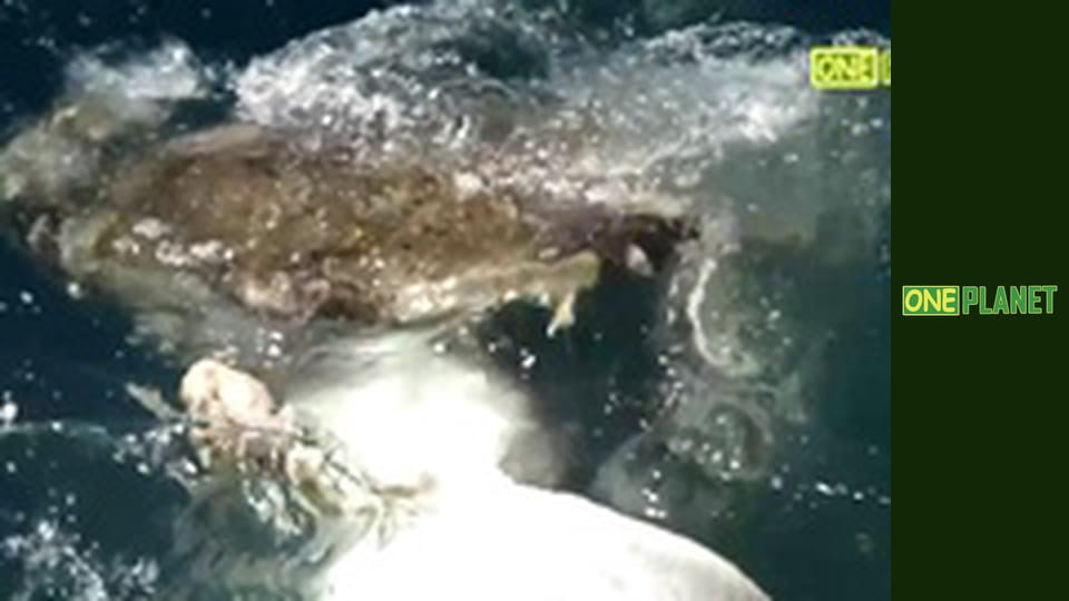 Большой Барьерный риф, 4 эп.