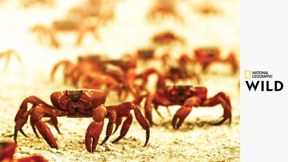 Zvířata v pohybu S1E1 - Invaze na Falklandech