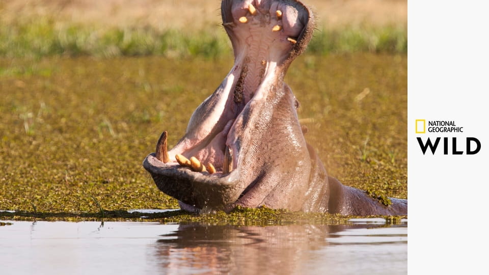 Zabójcze safari S1E3 - Kły przeciw pazurom