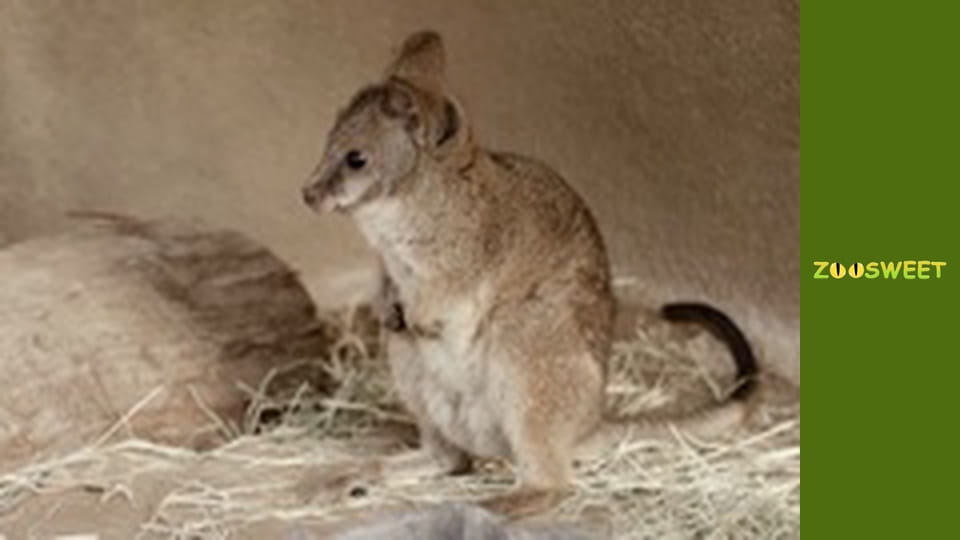 Wild Wonders at the San Diego - episode 16