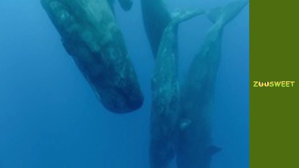 Let's go Wild, Episode 3