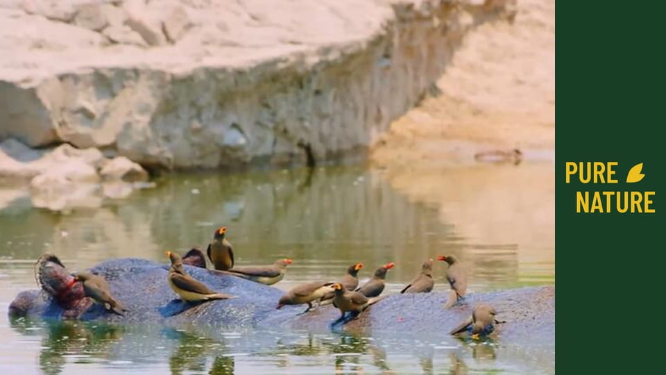 Africká divočina: Nosorožci a hroši