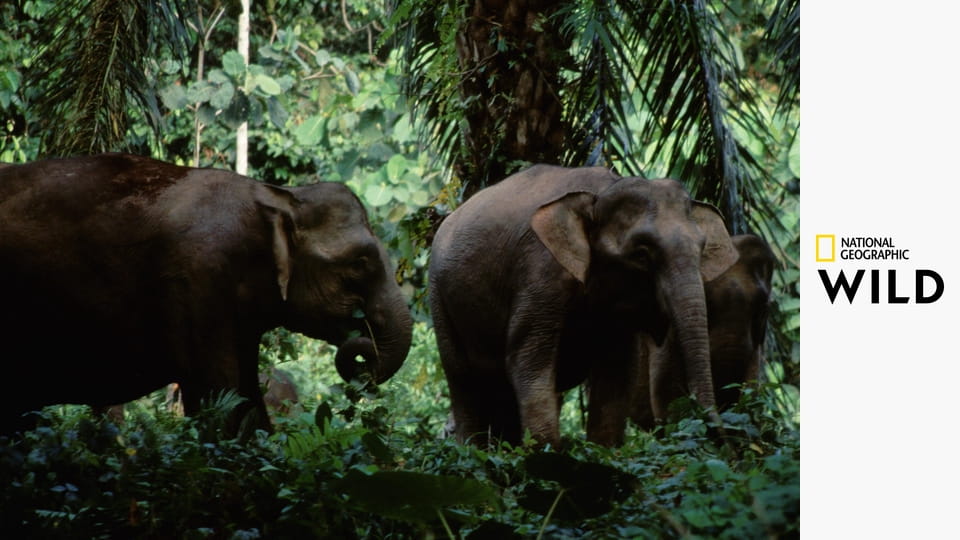 Животные-рекордсмены S1E6 - Сорвиголовы