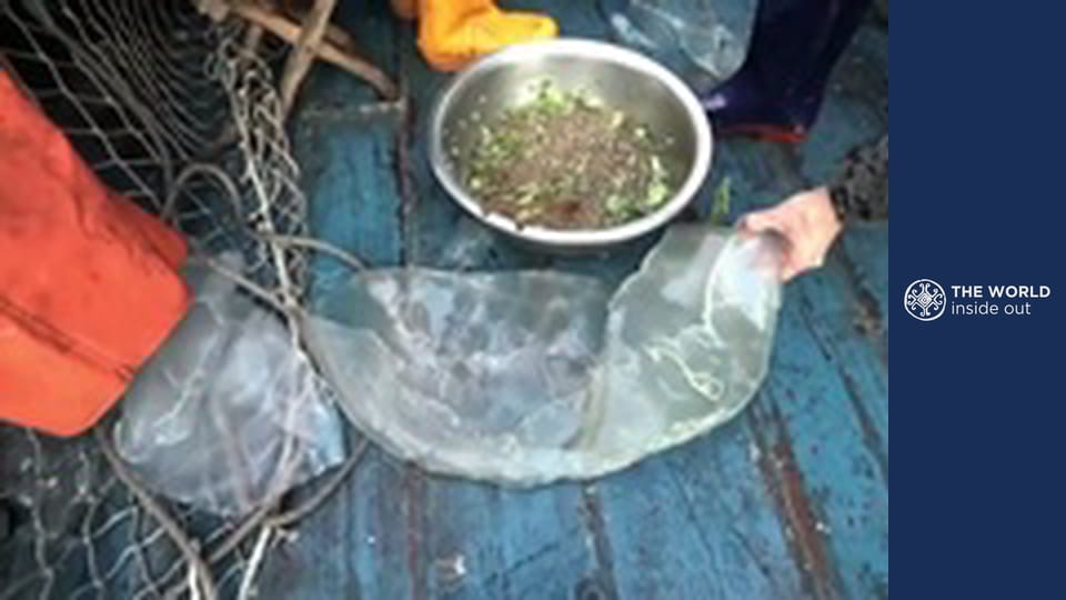 Jellyfish hunting and how the Chinese cook it. China.