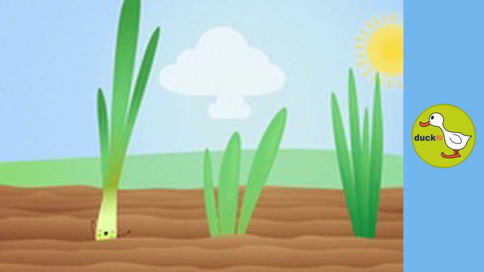 Happy Garden - Onion