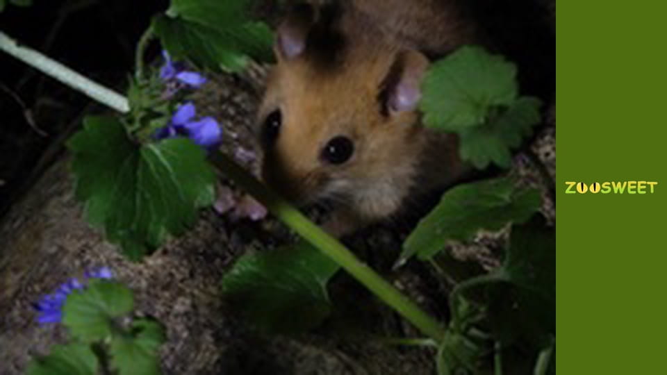 Let's go Wild, Episode 1