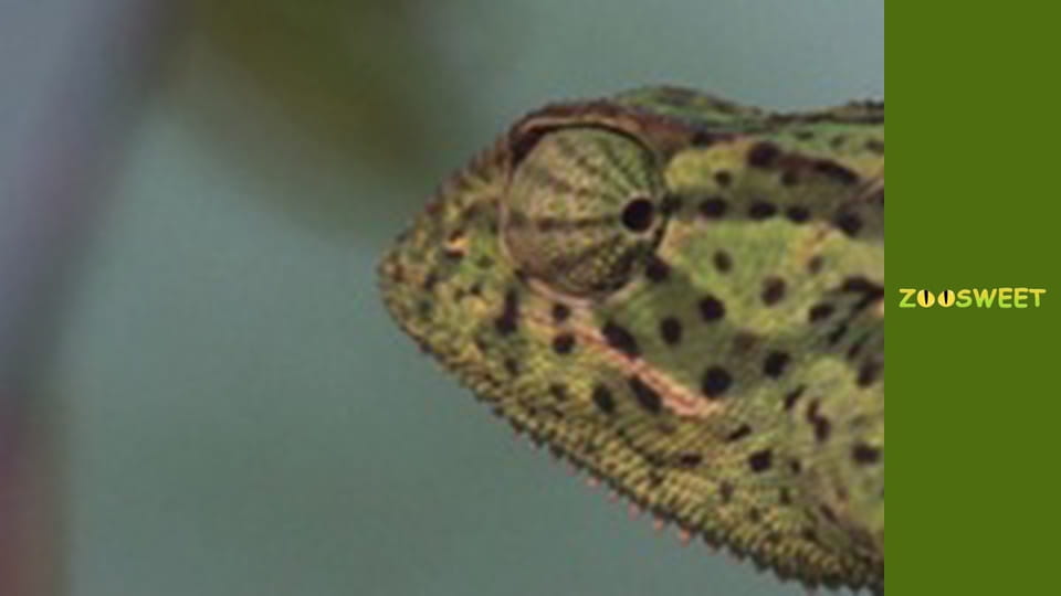 Special forces - episode 4