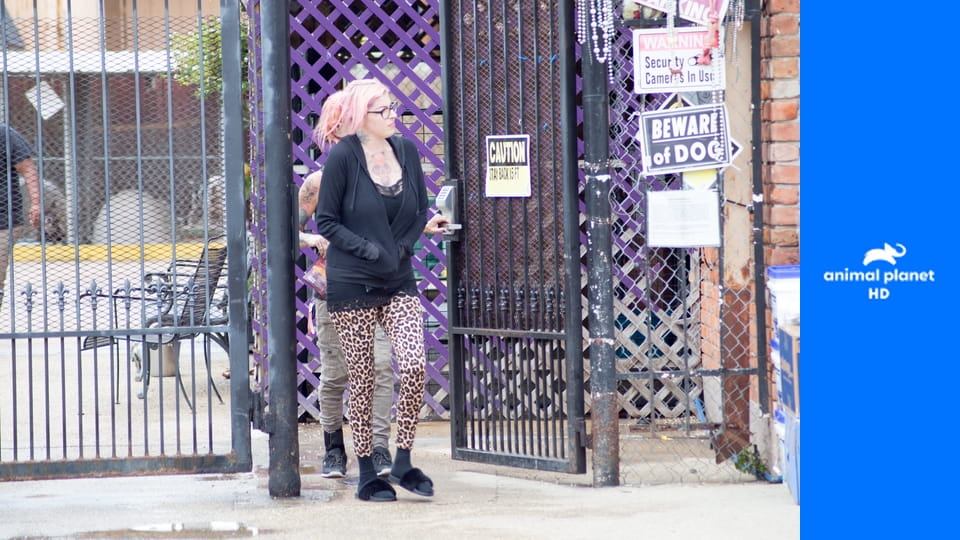 На свободу с питбулем S10E8 - Южные собаки в большом городе