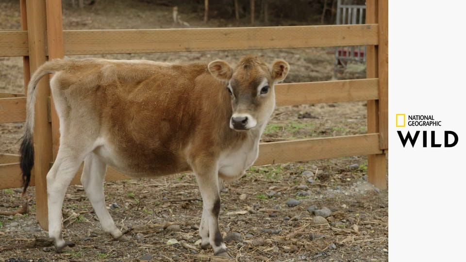 Weterynarz z powołania S11E5 - Bolesne rozstanie