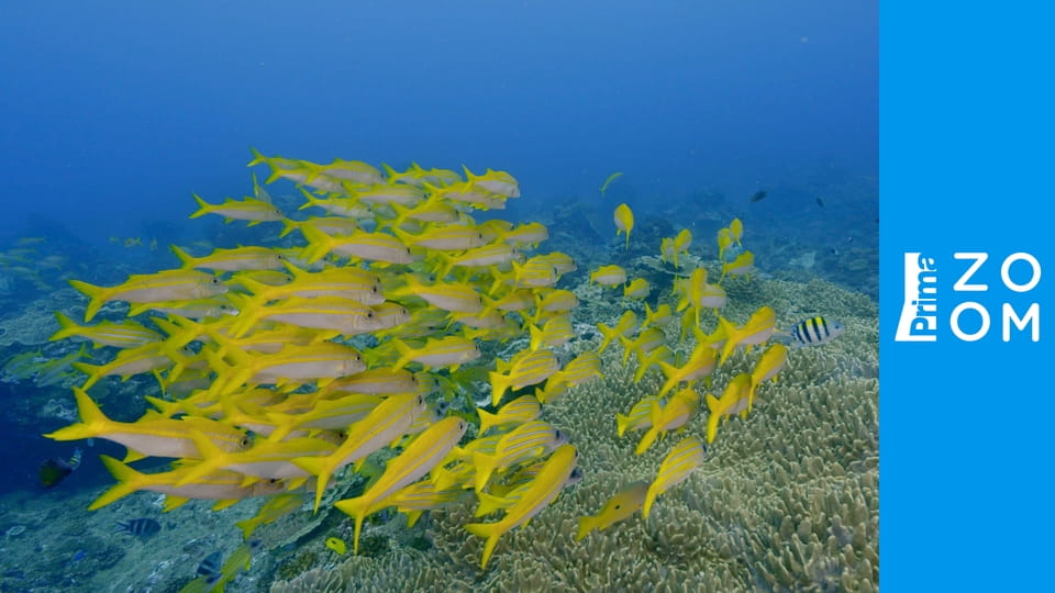 Podmořské divy Afriky E1 - Království dun