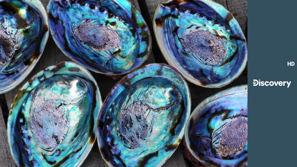 Войны за моллюсков S4E4