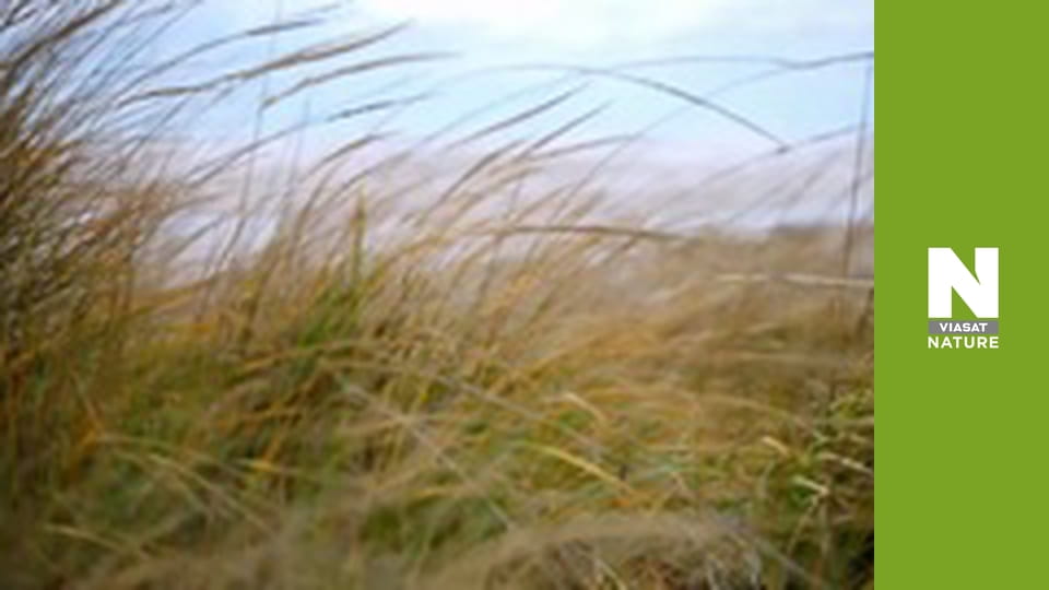 Great Lakes Untamed - Source to Sea