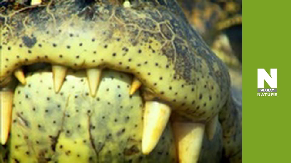 Wildest Latin America - The Pantanal