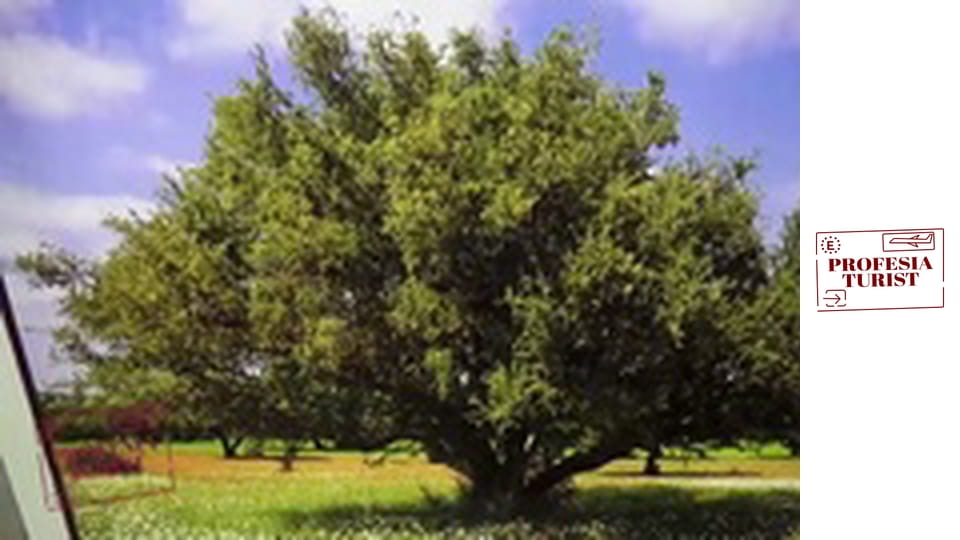 Арганово масло - Мароканско злато (Мароко)