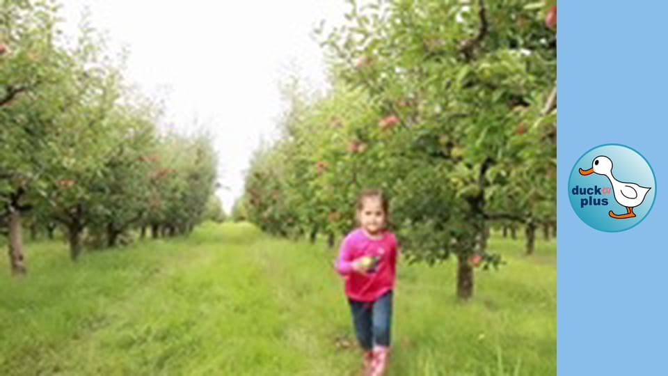 Higher the Better - Apple Picking