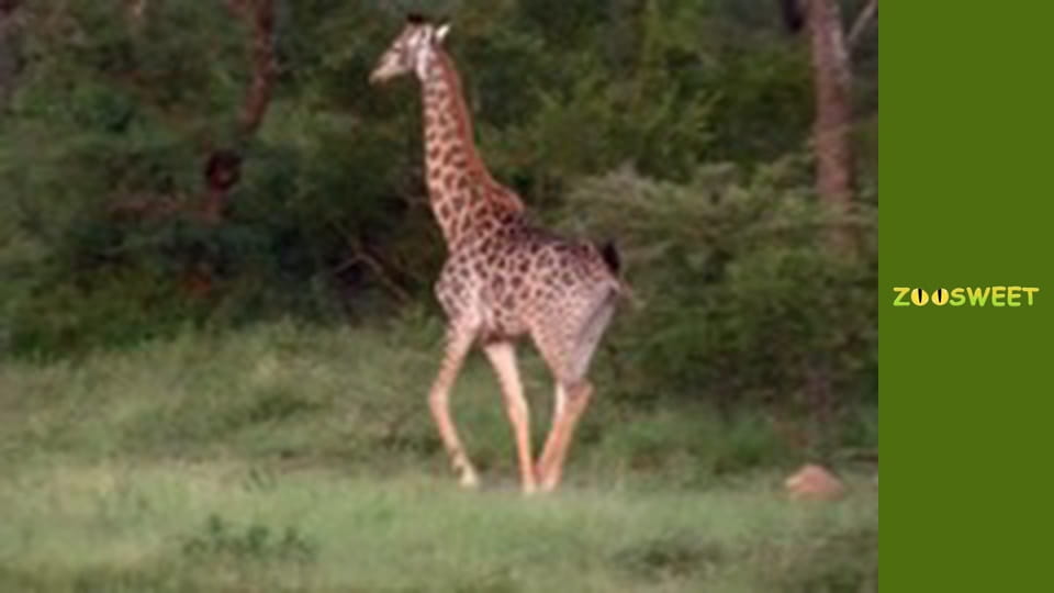 Wild Animals - episode 13